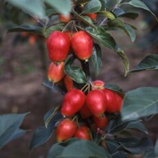 5038838004001 1 Malus John Downie 12l.jpg